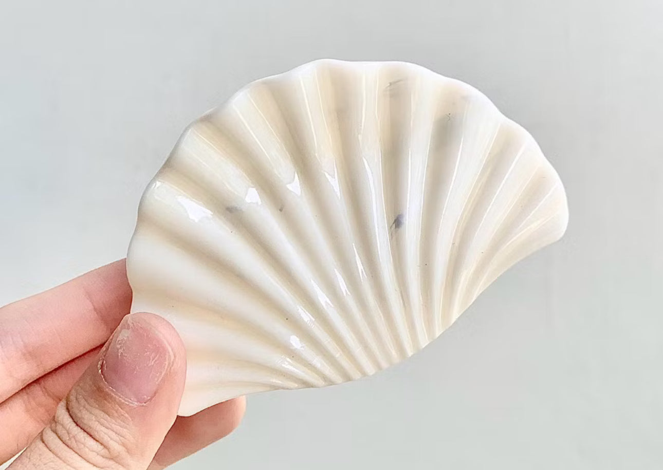 Calico Shell Hair Claw